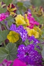 Multicolored petunias for balconies and terraces. Flower arrangement ideas. Royalty Free Stock Photo