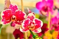 Multicolored Phalaenopsis