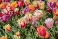 Multicolored Pink and purple tulips against green foliage Royalty Free Stock Photo