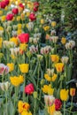 Multicolored Pink and yellow tulips against green foliage Royalty Free Stock Photo