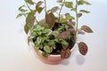 A multicolored polka dot plant in a white pot on a table Royalty Free Stock Photo