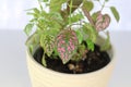A multicolored polka dot plant in a white pot on a table Royalty Free Stock Photo
