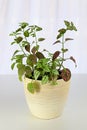A multicolored polka dot plant in a white pot on a table Royalty Free Stock Photo