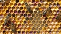 Multicolored pollen in comb.