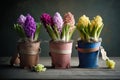 multicolored pots with a variety of flowering hyacinths stand on the table on kitchen