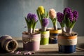 multicolored pots with a variety of flowering hyacinths stand on the table on kitchen