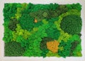 Multicolored preserved decorative moss for wall decoration, ecological design concept, indoor landscaping