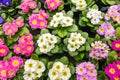Multicolored primroses bloom. Background of flower of primrose