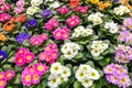 Multicolored primroses bloom. Background of flower of primrose