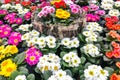 Multicolored primroses bloom. Background of flower of primrose