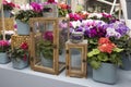 The Multicolored primroses, geraniums and cyclamen at the festival of spring flowers in the botanical garden