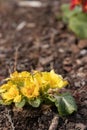 multicolored primroses planted around in a flower garden