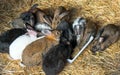 Multicolored rabbits in a zoo cage