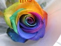 Multicolored rainbow rose