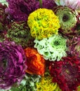 Multicolored Ranunnculus. Orange, yellow, purpl, white ranunculus flowers background Royalty Free Stock Photo