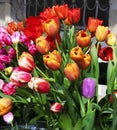 Multicolored, red, yellow, white, lilac tulips on display for sale Royalty Free Stock Photo