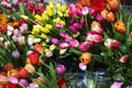 Multicolored, red, yellow, white, lilac tulips on display for sale Royalty Free Stock Photo