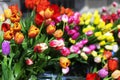 Multicolored, red, yellow, white, lilac tulips on display for sale Royalty Free Stock Photo