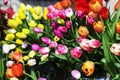 Multicolored, red, yellow, white, lilac tulips on display for sale Royalty Free Stock Photo