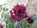 Multicolored rose flower