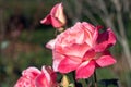 Multicolored rose. Flower of love. Green defocused background. Rose bush in natural sunlight in a home garden. Flower rose leaves