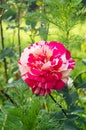 Multicolored rose. Flower of love. Green defocused background. Rose bush in natural sunlight in a home garden. Flower rose leaves