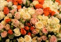 Multicolored rose flowers