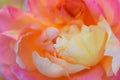 Multicolored Rose, Pastel pink, orange, and yellow Macro Shot Royalty Free Stock Photo