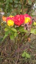 Multicolored rose in the same stam!