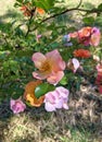 Multicolored rosehip flowers shining in the sun Royalty Free Stock Photo