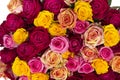 Multicolored roses