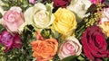 Multicolored roses