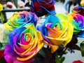 Multicolored and unique rainbow roses