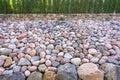 Multicolored round stones cobblestones hill background. Green wall thuja hedge. Many colorful stones boulders are piled up. Garden Royalty Free Stock Photo