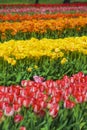 Multicolored Rows of Flowers