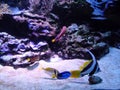 Bright landscapes of underwater fauna and flora of all oceans in the Odessa aquarium.