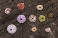 Multicolored sea urchin shells on wet black volcano sand. Variety of colorful sea urchins on the beach. Group of seashells on