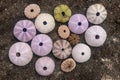 Multicolored sea urchin shells on wet black volcano sand. Variety of colorful sea urchins on the beach. Group of seashells on