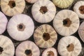 Multicolored sea urchin shells on wet black volcano sand. Variety of colorful sea urchins on the beach. Group of seashells on Royalty Free Stock Photo