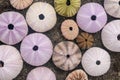 Multicolored sea urchin shells on wet black volcano sand. Variety of colorful sea urchins on the beach. Group of seashells on Royalty Free Stock Photo