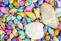 Multicolored seashells background with large scallops