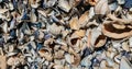 Multicolored seashells from Black Sea Romania. Summer background Royalty Free Stock Photo