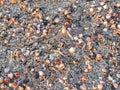 Multicolored seashells on the seashore Royalty Free Stock Photo