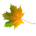 Multicolored single maple leaf isolated on white Background Royalty Free Stock Photo