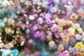 Multicolored small beautiful decorative flowers. Floral background Royalty Free Stock Photo