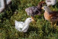 Multicolored small chickens on green grass.