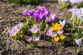 Multicolored spring flowers crocuses on a sunny day in the garden Royalty Free Stock Photo