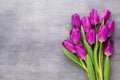 Multicolored spring flowers, tulip on a gray background. Royalty Free Stock Photo