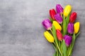 Multicolored spring flowers, tulip on a gray background.