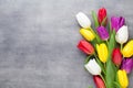 Multicolored spring flowers, tulip on a gray background. Royalty Free Stock Photo